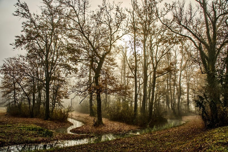 Nature Walk Image